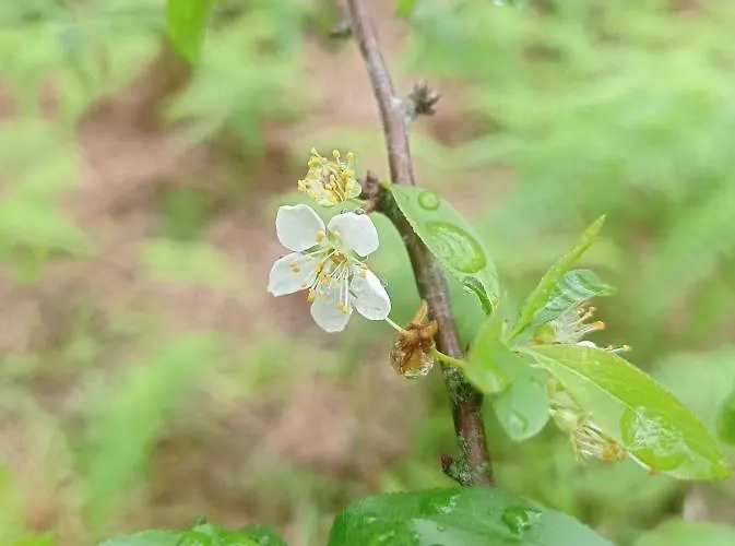 Visconde * 노르데스테