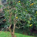 Visconde Nordeste (Azores)