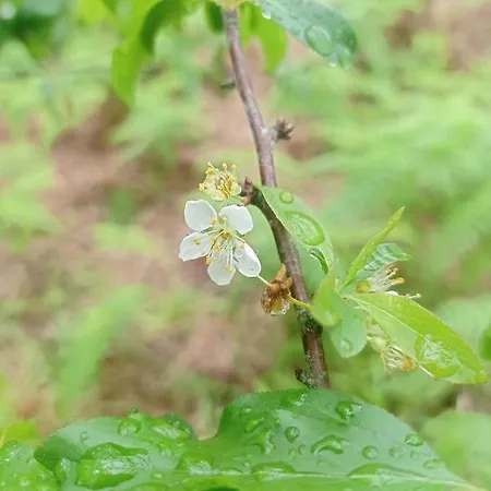 Visconde * Nordeste (Azores)