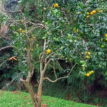 Visconde Nordeste (Azores)
